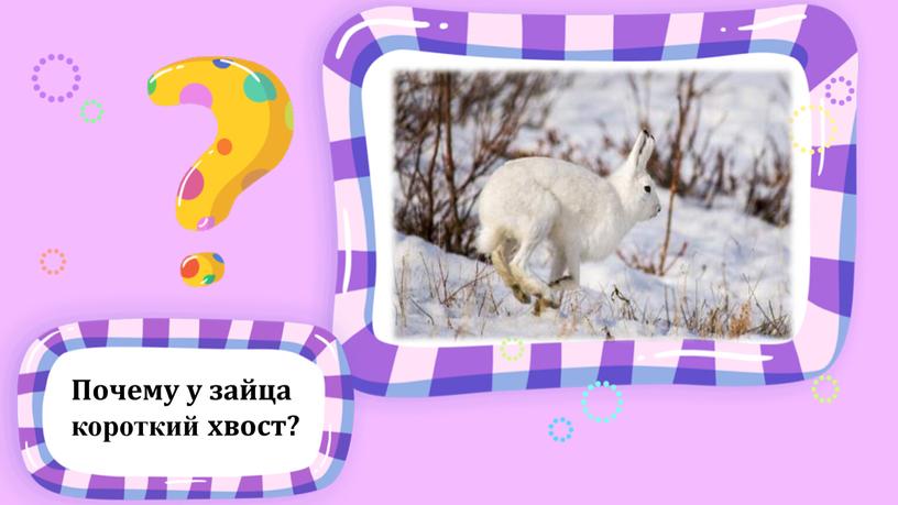 Почему у зайца короткий хвост?