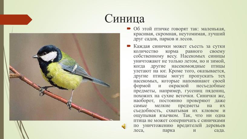 Синица Об этой птичке говорят так: маленькая, красивая, скромная, неутомимая, лучший друг садов, парков и лесов