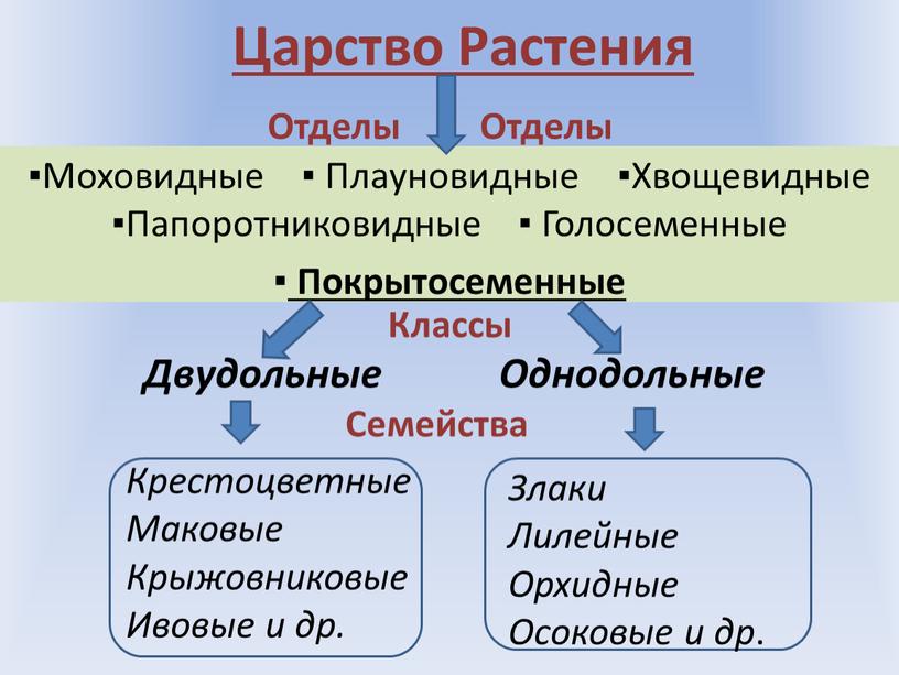 Царство Растения Двудольные