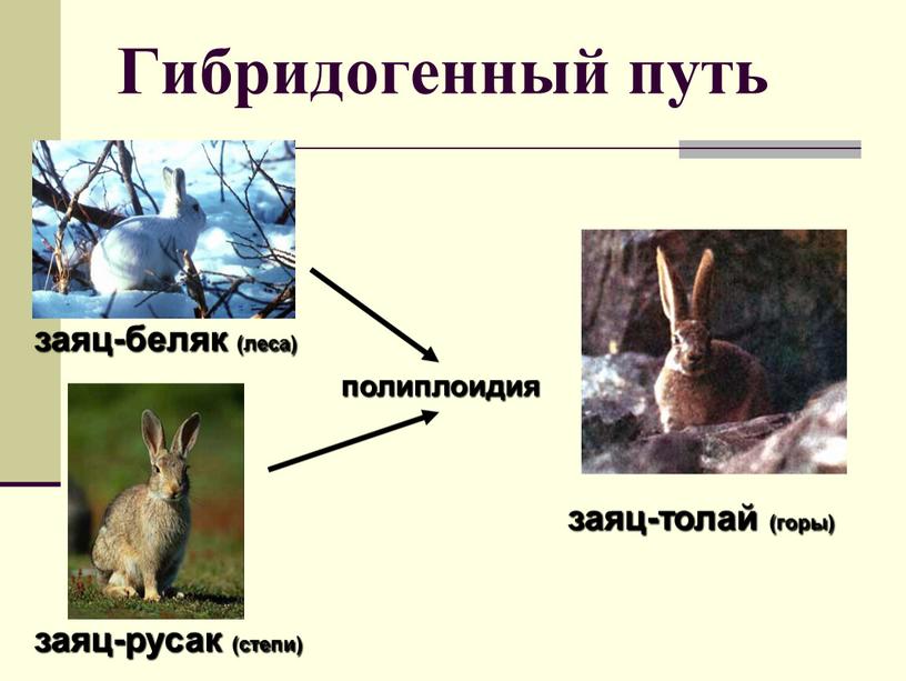 Гибридогенный путь заяц-беляк (леса) заяц-русак (степи) заяц-толай (горы) полиплоидия