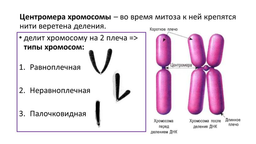 Равноплечная Неравноплечная Палочковидная