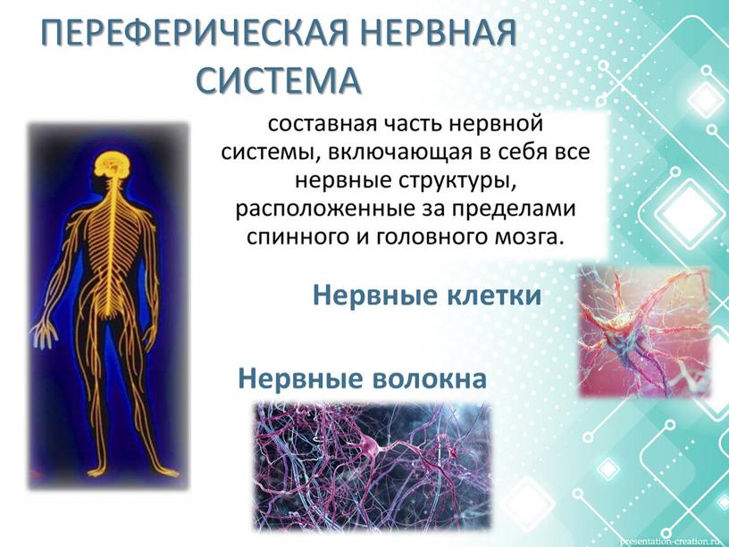 ПЕРЕФЕРИЧЕСКАЯ НЕРВНАЯ СИСТЕМА