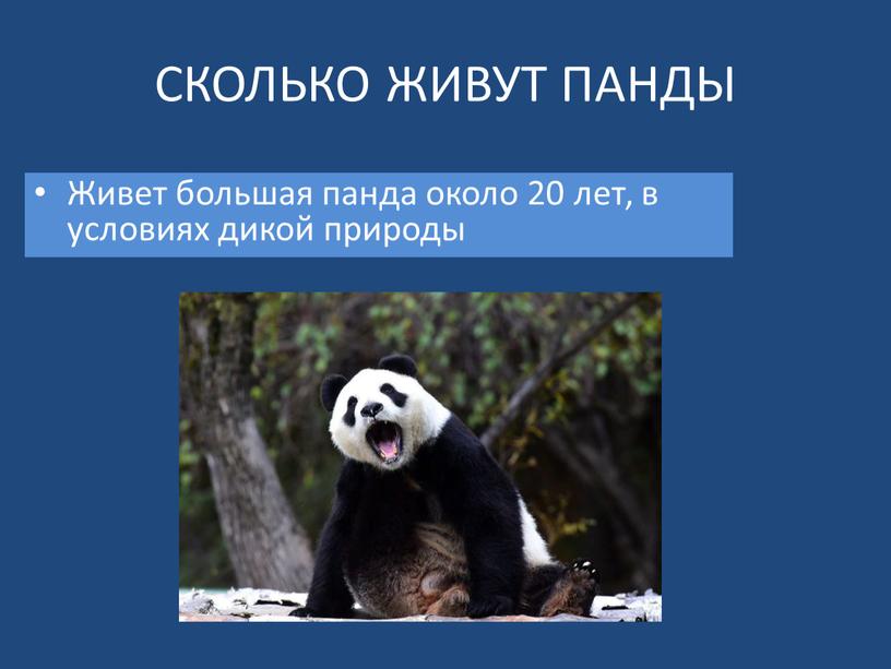 СКОЛЬКО ЖИВУТ ПАНДЫ Живет большая панда около 20 лет, в условиях дикой природы