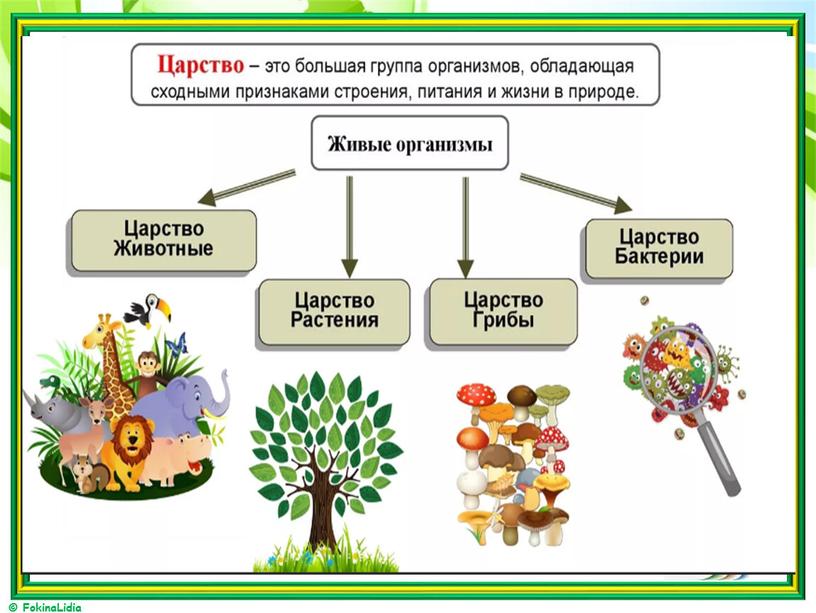 Метод классификации организмов