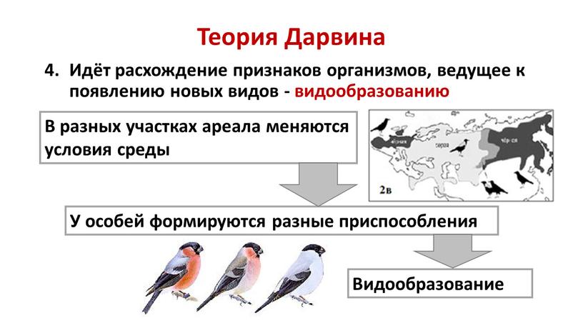 Теория Дарвина Идёт расхождение признаков организмов, ведущее к появлению новых видов - видообразованию