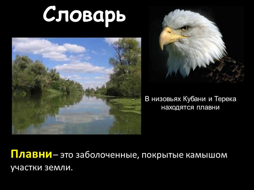 Словарь Плавни – это заболоченные, покрытые камышом участки земли