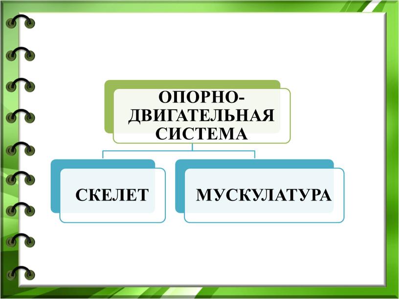 Презентация по биологии "Внешнее строение млекопитающих"