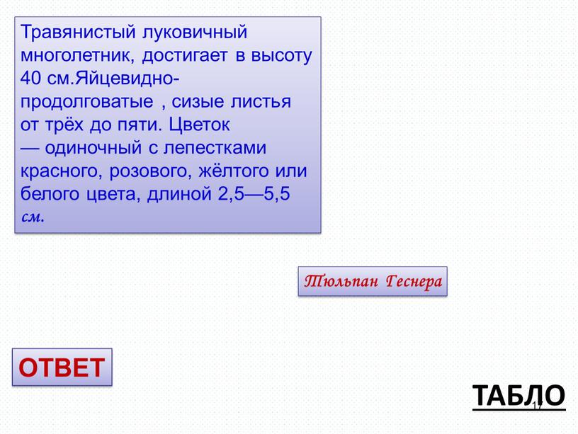 ТАБЛО Тюльпан Геснера Травянистый луковичный многолетник, достигает в высоту 40 см