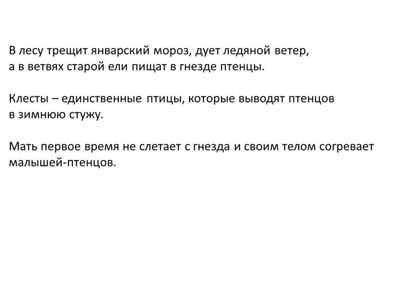 В лесу трещит январский мороз, дует ледяной ветер, а в ветвях старой ели пищат в гнезде птенцы