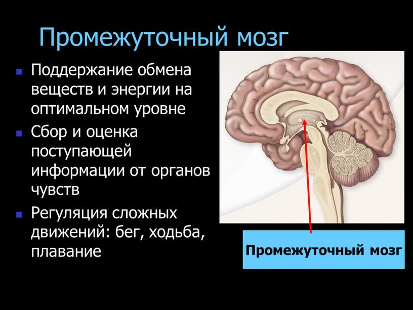 Промежуточный мозг Поддержание обмена веществ и энергии на оптимальном уровне