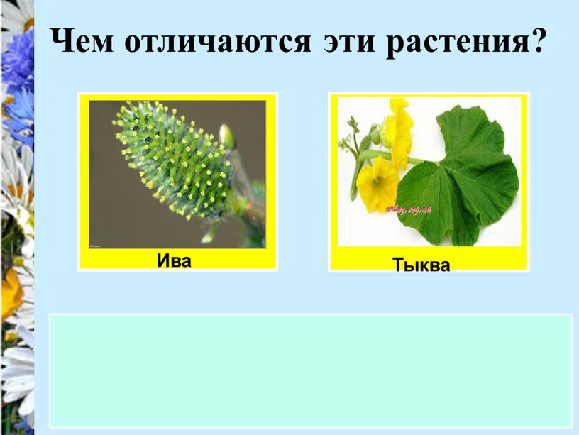 Ива Чем отличаются эти растения?