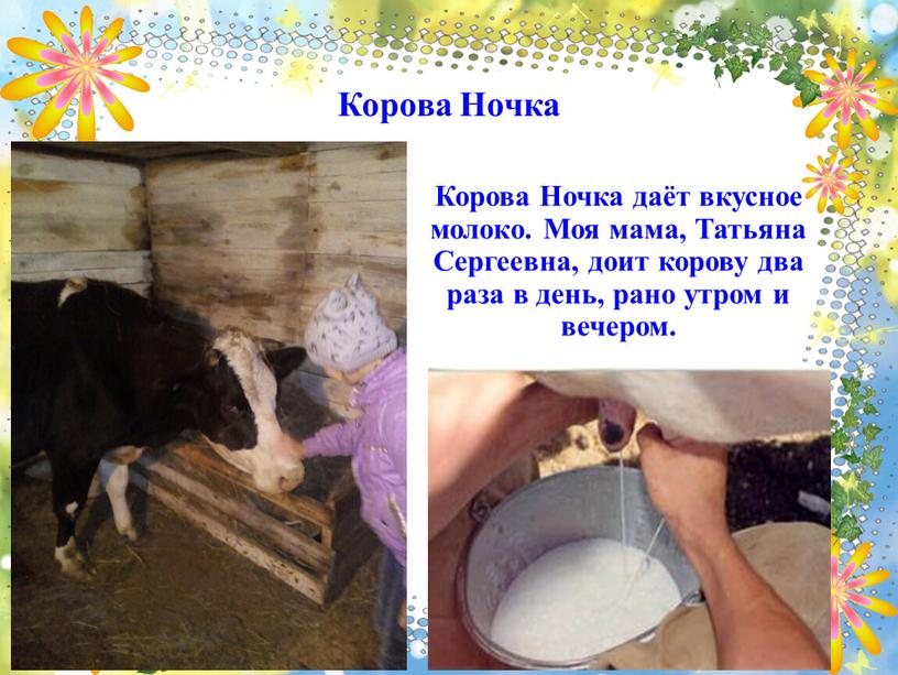 Корова Ночка Корова Ночка даёт вкусное молоко