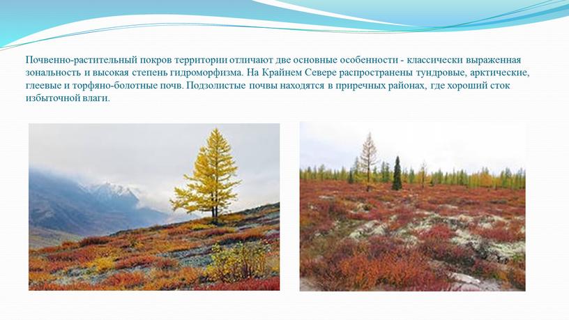 Почвенно-растительный покров территории отличают две основные особенности - классически выраженная зональность и высокая степень гидроморфизма