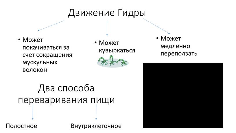 Движение Гидры Может покачиваться за счет сокращения мускульных волокон