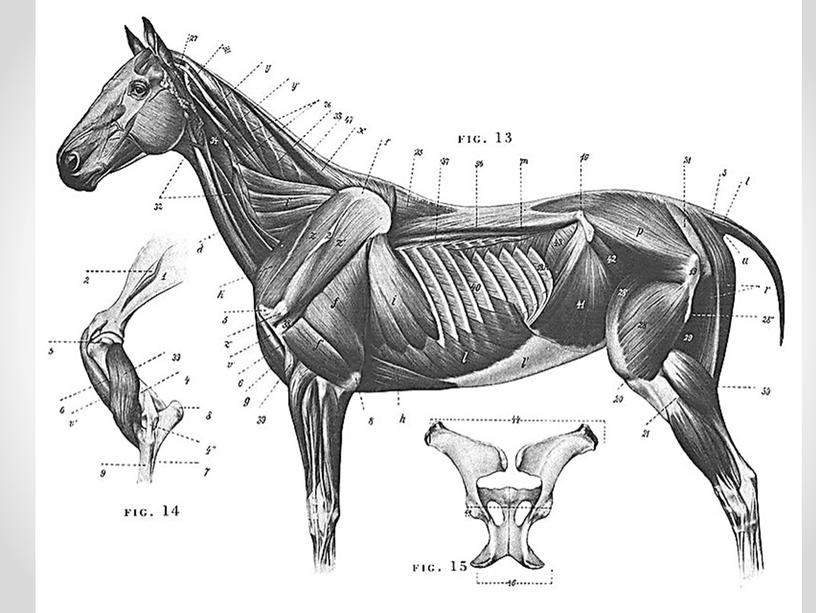 АНАТОМИЯ ЛОШАДИ. СКЕЛЕТ