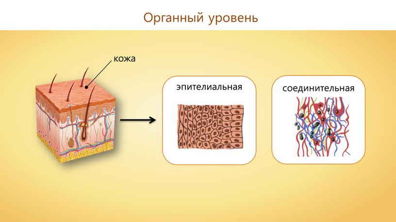 Органный уровень