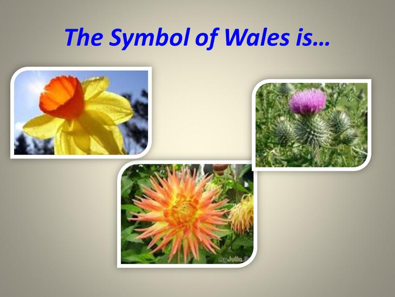 The Symbol of Wales is…