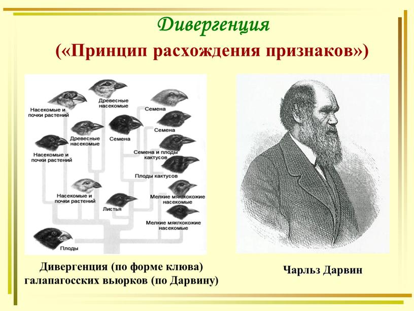 Дивергенция («Принцип расхождения признаков»)