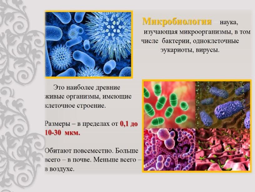 Исследовательская работа  «Ревизорро в МБОУ«СОШ № 14» или патогенные бактерии в школе»