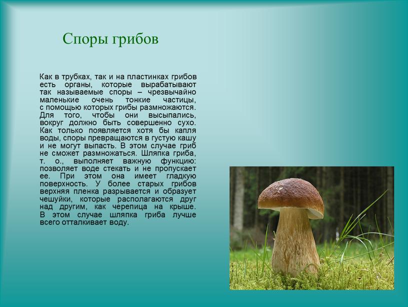 Споры грибов Как в трубках, так и на пластинках грибов есть органы, которые вырабатывают так называемые споры – чрезвычайно маленькие очень тонкие частицы, с помощью…