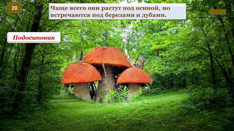 Подосиновик Чаще всего они растут под осиной, но встречаются под березами и дубами