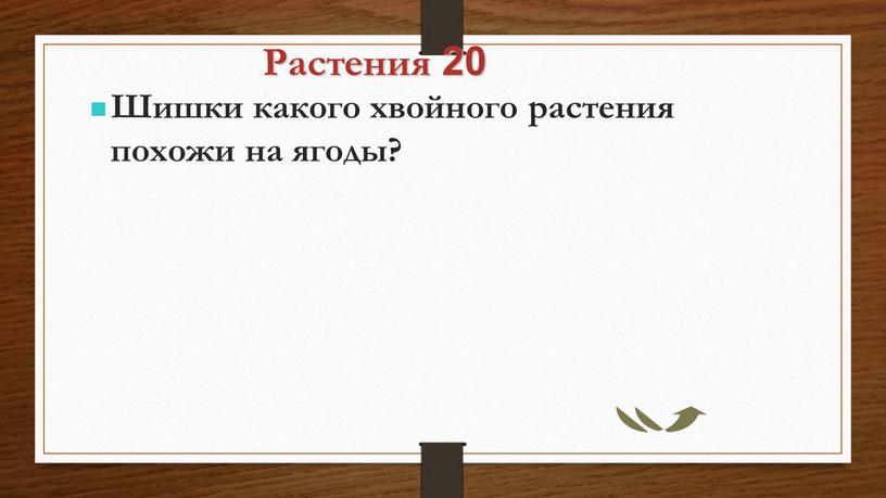 Растения 20 Шишки какого хвойного растения похожи на ягоды?