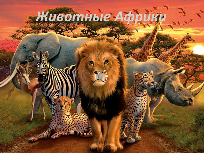 Животные Африки 1650+15%