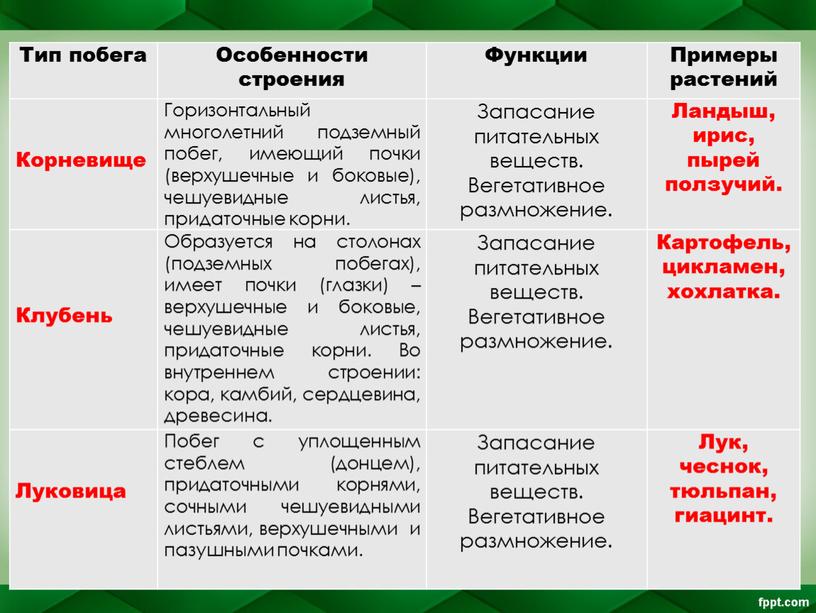 Тип побега Особенности строения