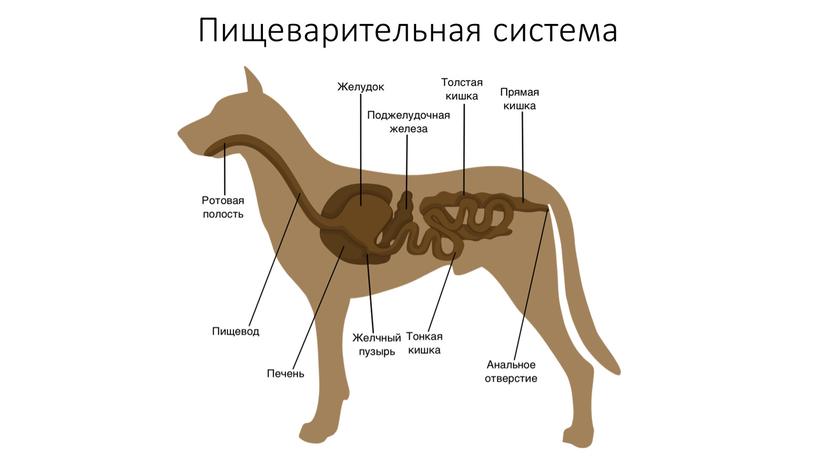 Пищеварительная система