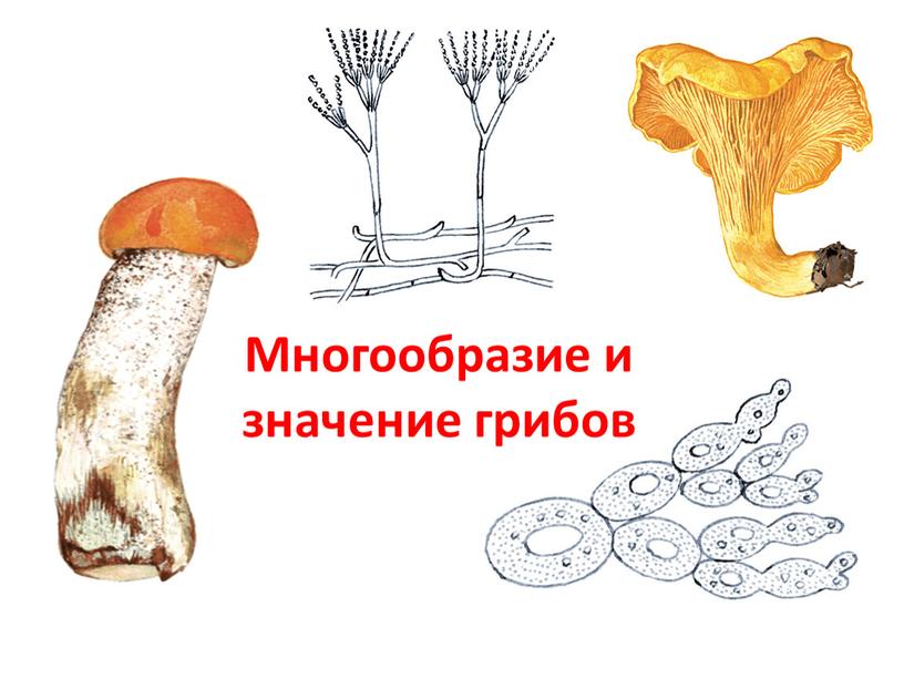 Многообразие и значение грибов