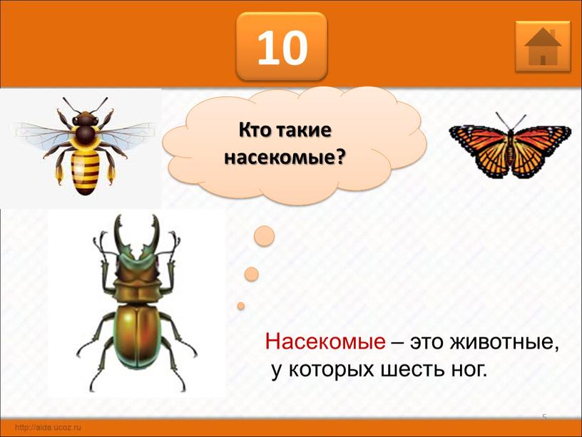 Кто такие насекомые? Насекомые – это животные, у которых шесть ног