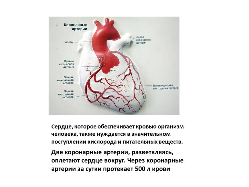Сердце, которое обеспечивает кровью организм человека, также нуждается в значительном поступлении кислорода и питательных веществ