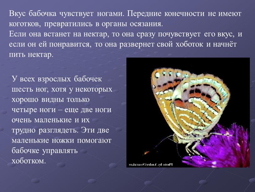 У всех взрослых бабочек шесть ног, хотя у некоторых хорошо видны только четыре ноги – еще две ноги очень маленькие и их трудно разглядеть