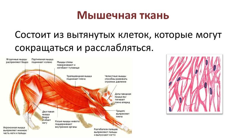 Мышечная ткань Состоит из вытянутых клеток, которые могут сокращаться и расслабляться