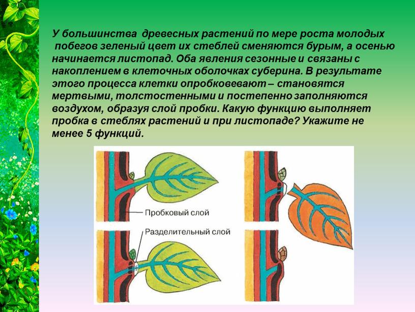 У большинства древесных растений по мере роста молодых побегов зеленый цвет их стеблей сменяются бурым, а осенью начинается листопад