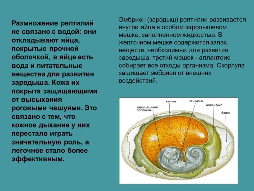 Эмбрион (зародыш) рептилии развивается внутри яйца в особом зародышевом мешке, заполненном жидкостью