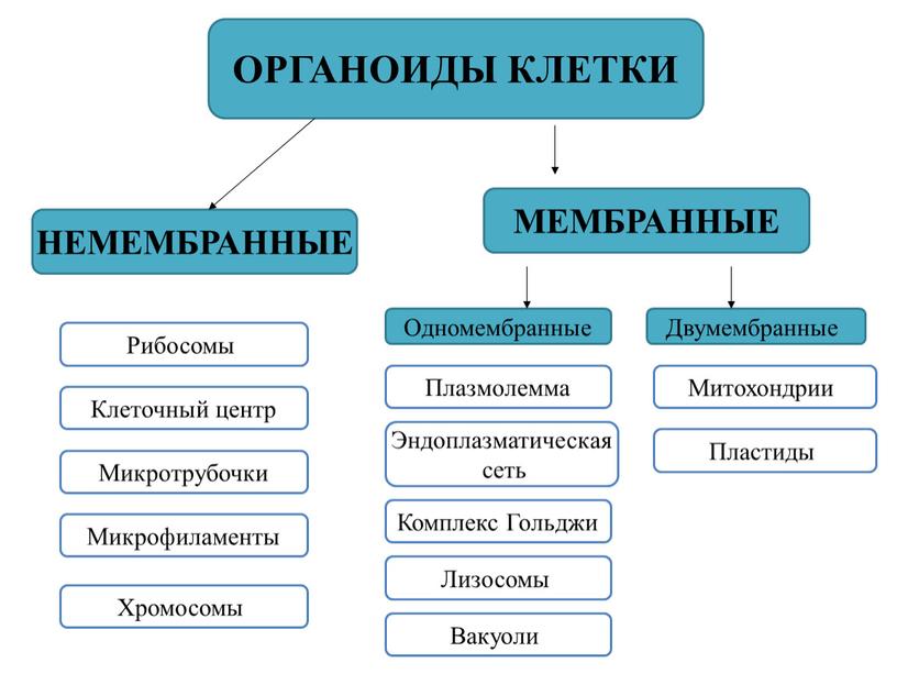 Функциями органоида обозначенного на рисунке цифрой 2 является синтез и транспорт органических