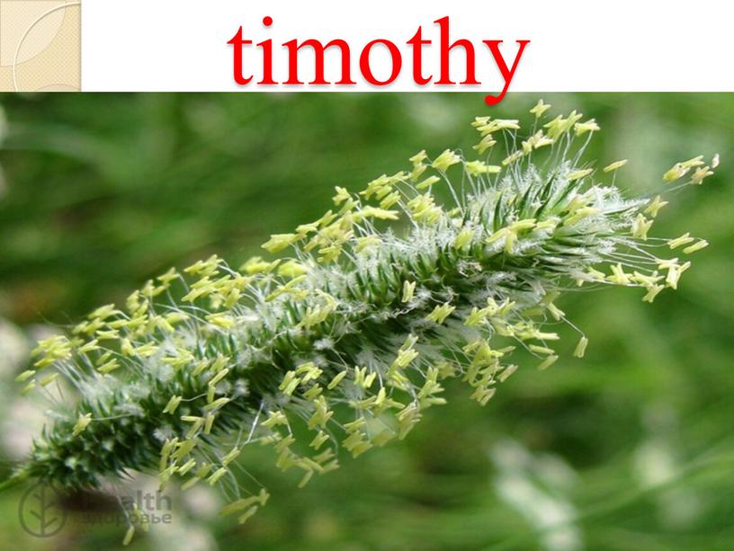 timothy