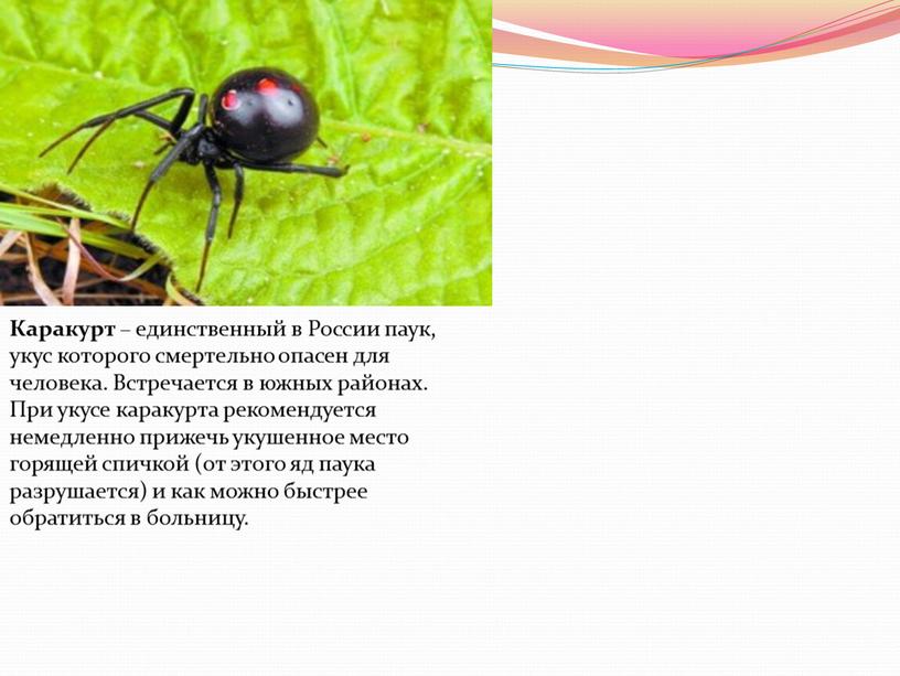 Каракурт – единственный в России паук, укус которого смертельно опасен для человека