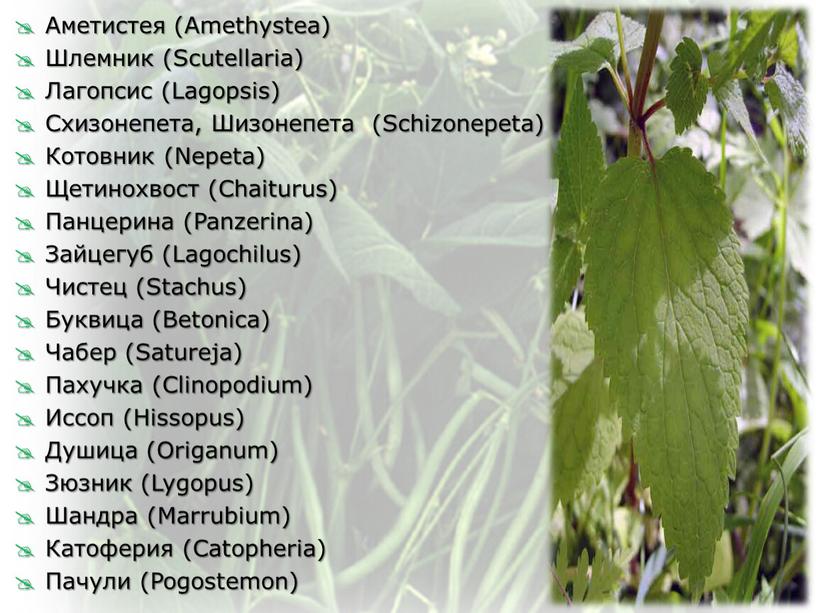 Аметистея (Amethystea) Шлемник (Scutellaria)