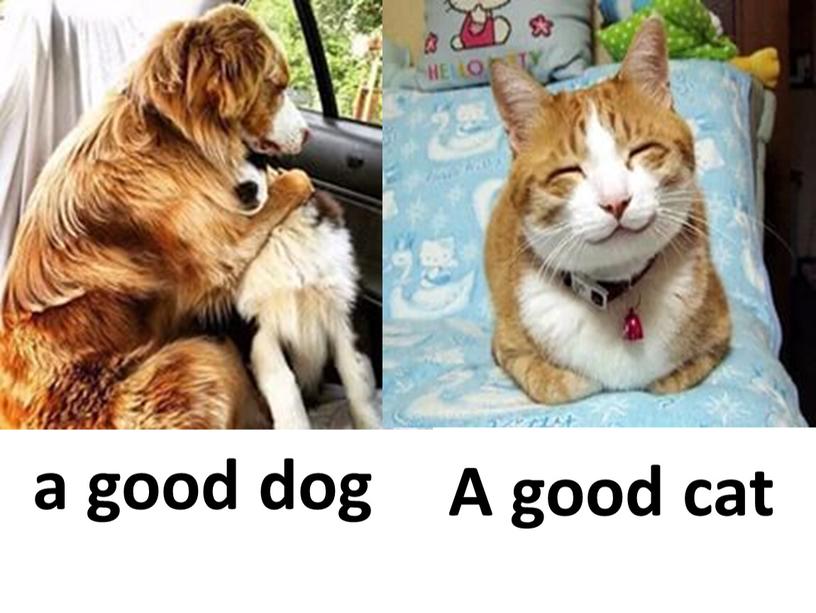 a good dog A good cat