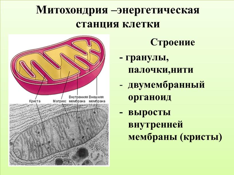 Митохондрия –энергетическая станция клетки