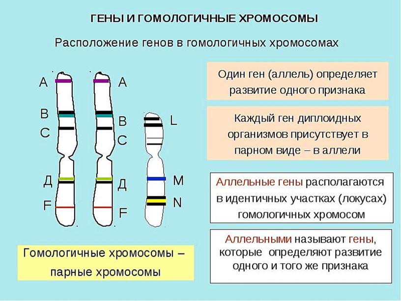 Презентация Основы генетики