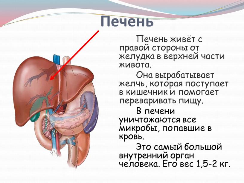 Печень живёт с правой стороны от желудка в верхней части живота