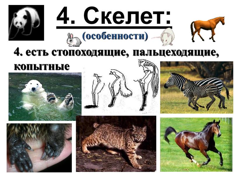 Скелет: (особенности) 4. есть стопоходящие, пальцеходящие, копытные