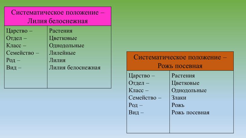 Систематическое положение – Лилия белоснежная