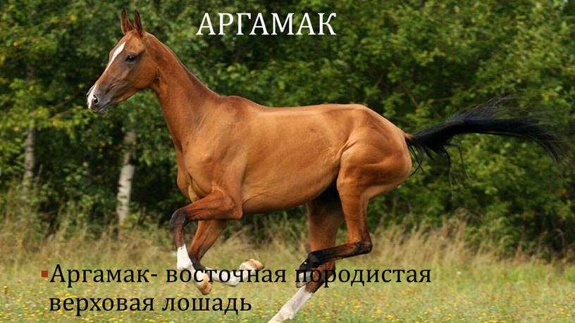 Аргамак- восточная породистая верховая лошадь