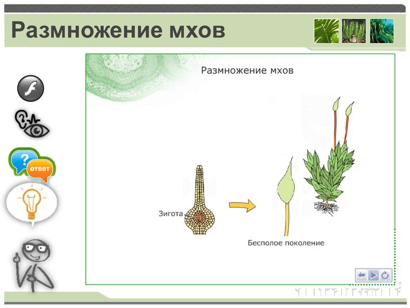 Размножение мхов