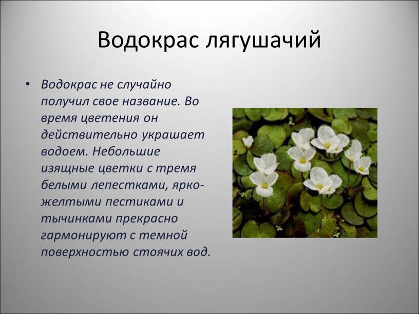 Водокрас лягушачий Водокрас не случайно получил свое название