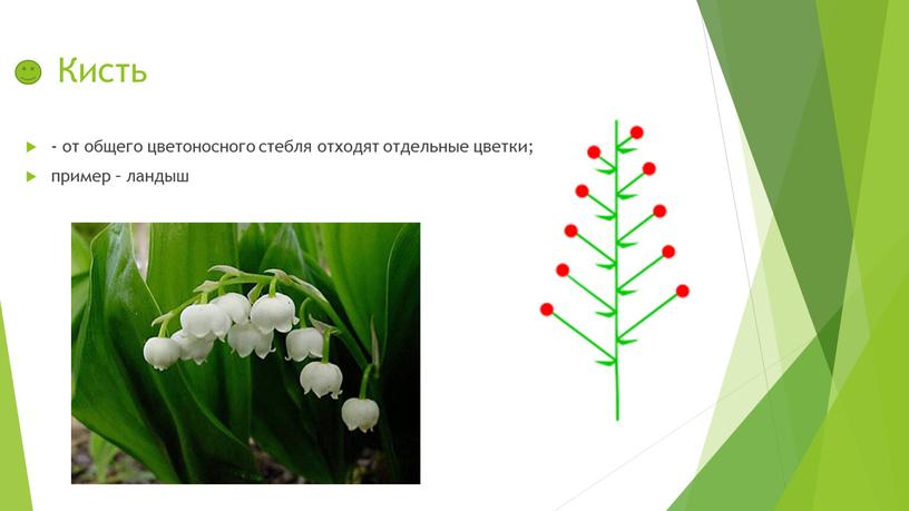 Кисть - от общего цветоносного стебля отходят отдельные цветки; пример – ландыш